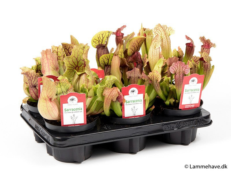 Rare and unusual wholesale plants