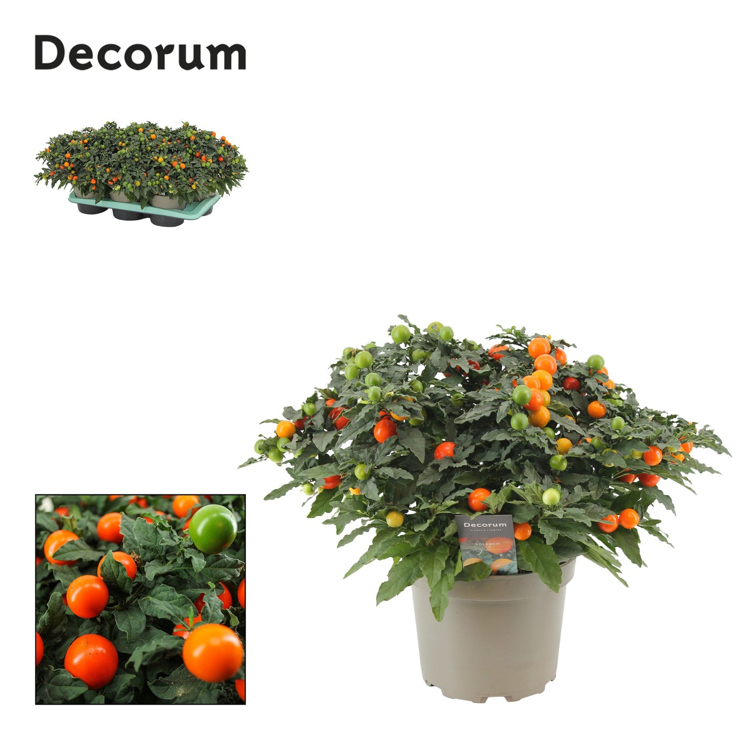 Solanum pseudocapsicum 30cm 17cm Pot