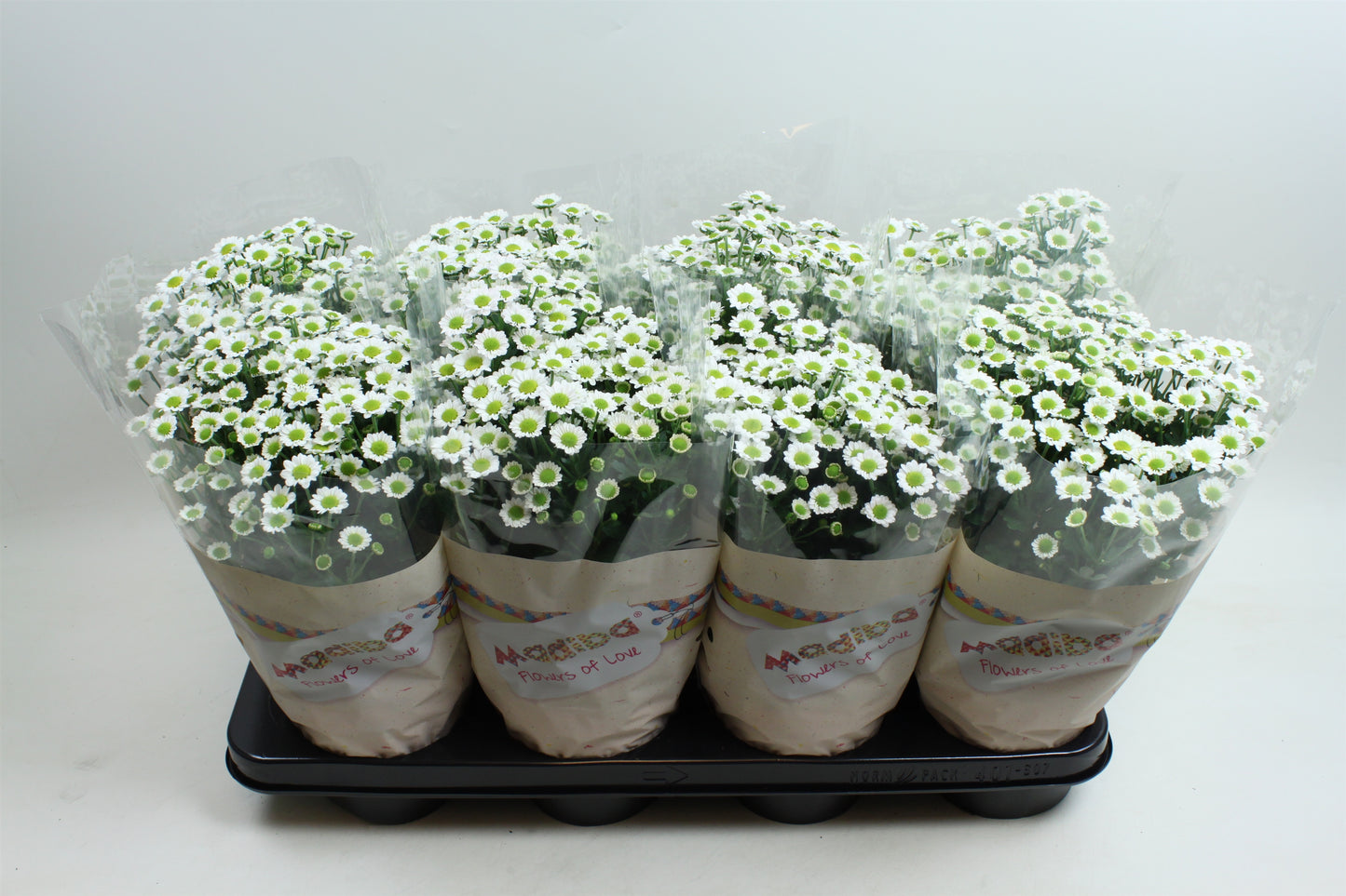 Chrysanthemum Madiba Lindi white 27cm 14cm Pot