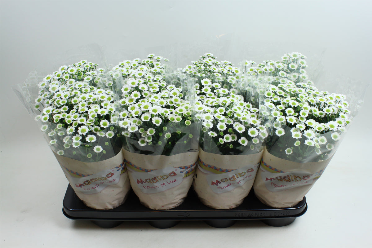Chrysanthemum Madiba Lindi white 27cm 14cm Pot