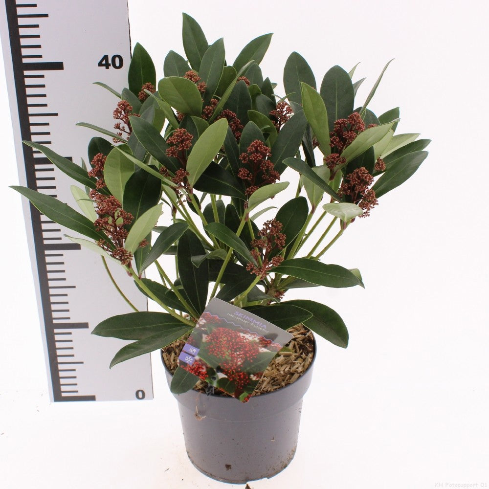 Skimmia japonica Rubella 30cm 17cm Pot