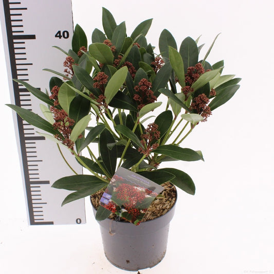 Skimmia japonica Rubella 30cm 17cm Pot