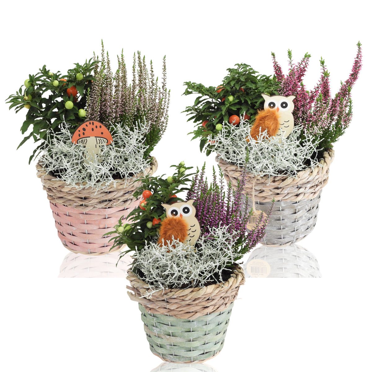 Outdoor arrangement 28cm 18cm Pot