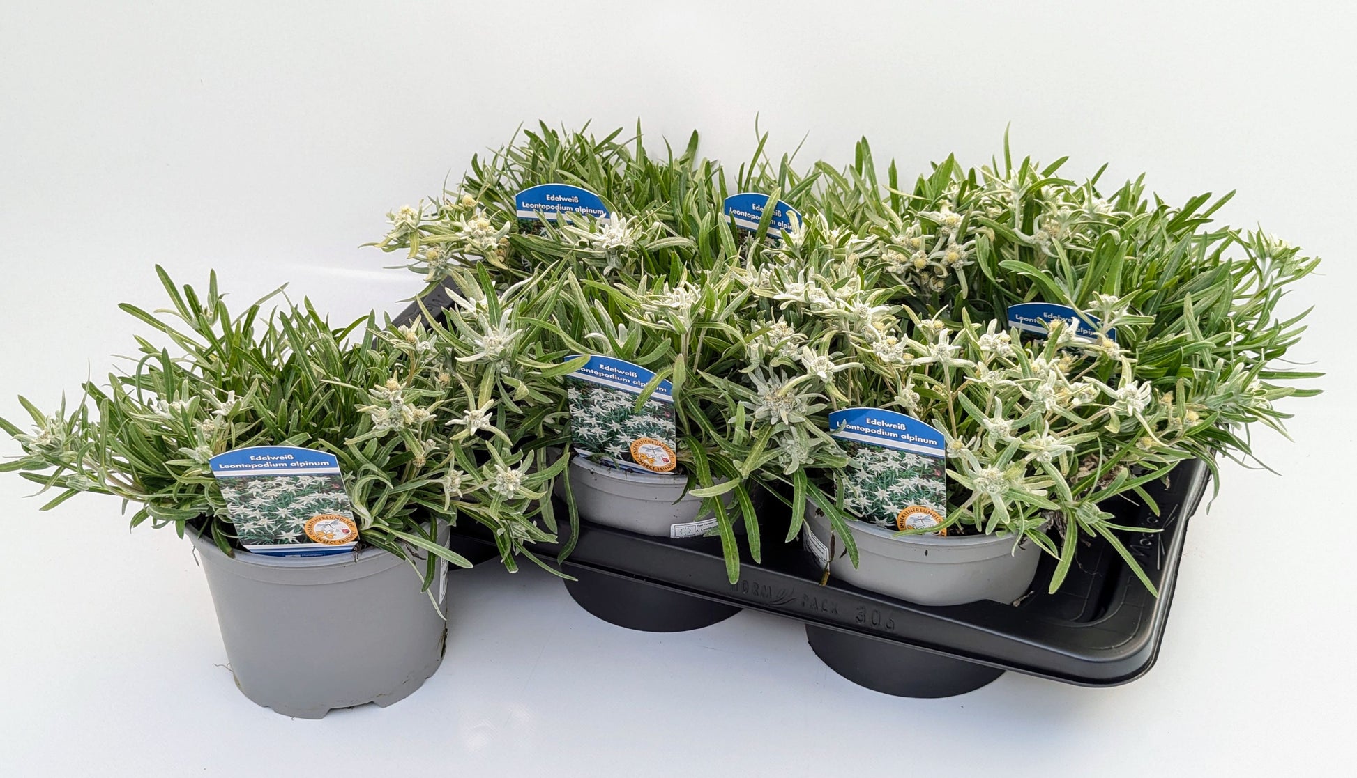 Leontopodium alpinum 32cm 17cm Pot