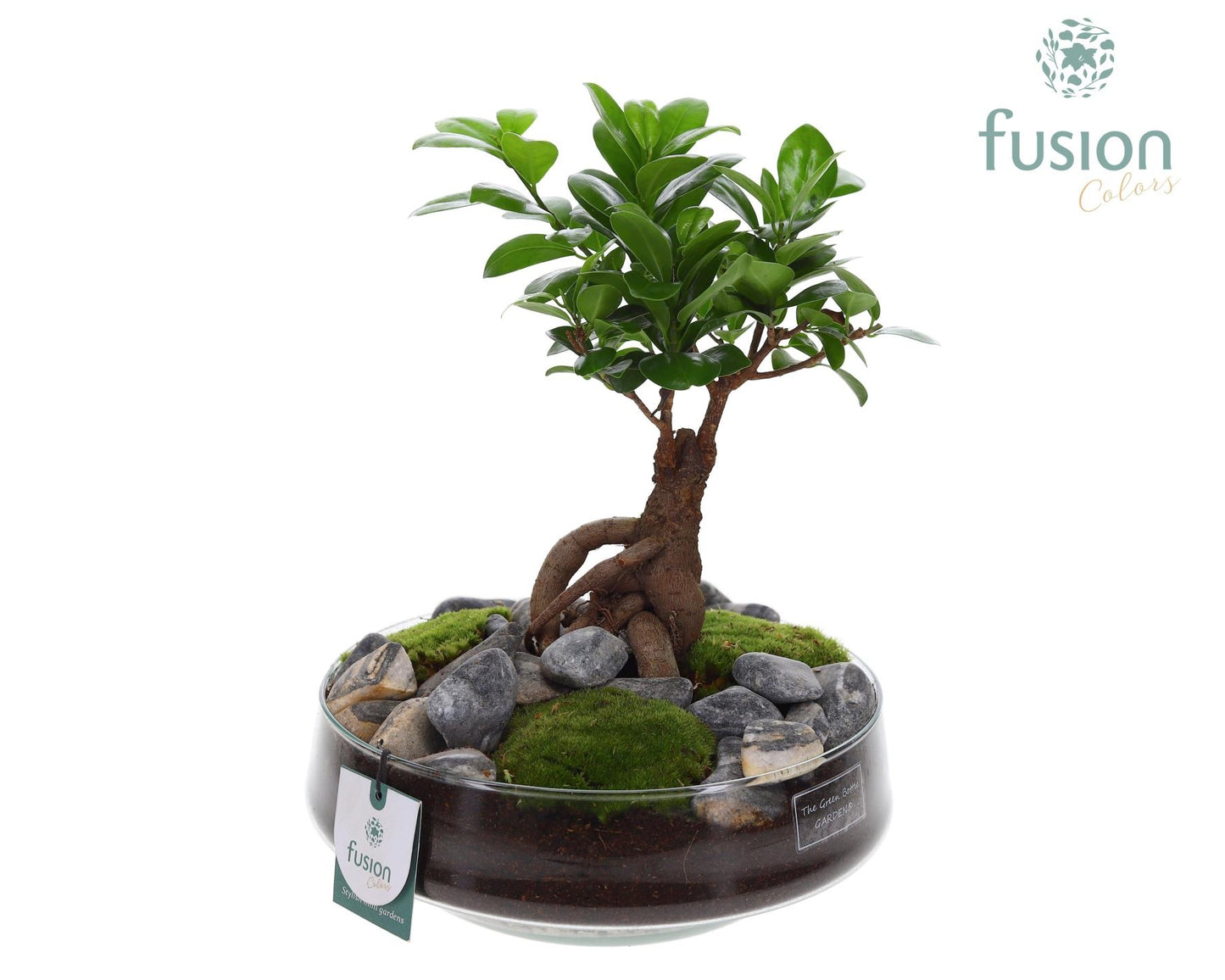 Ficus Ginseng in glass 43cm 24cm Pot