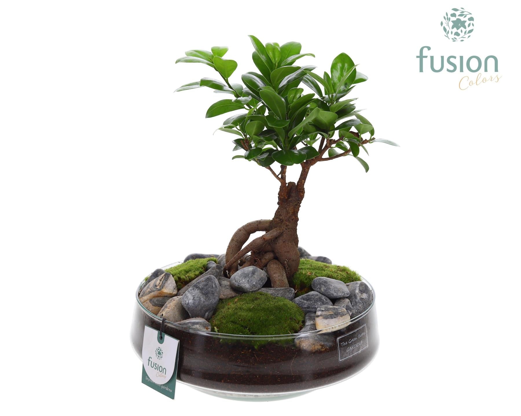 Ficus Ginseng in glass 43cm 24cm Pot
