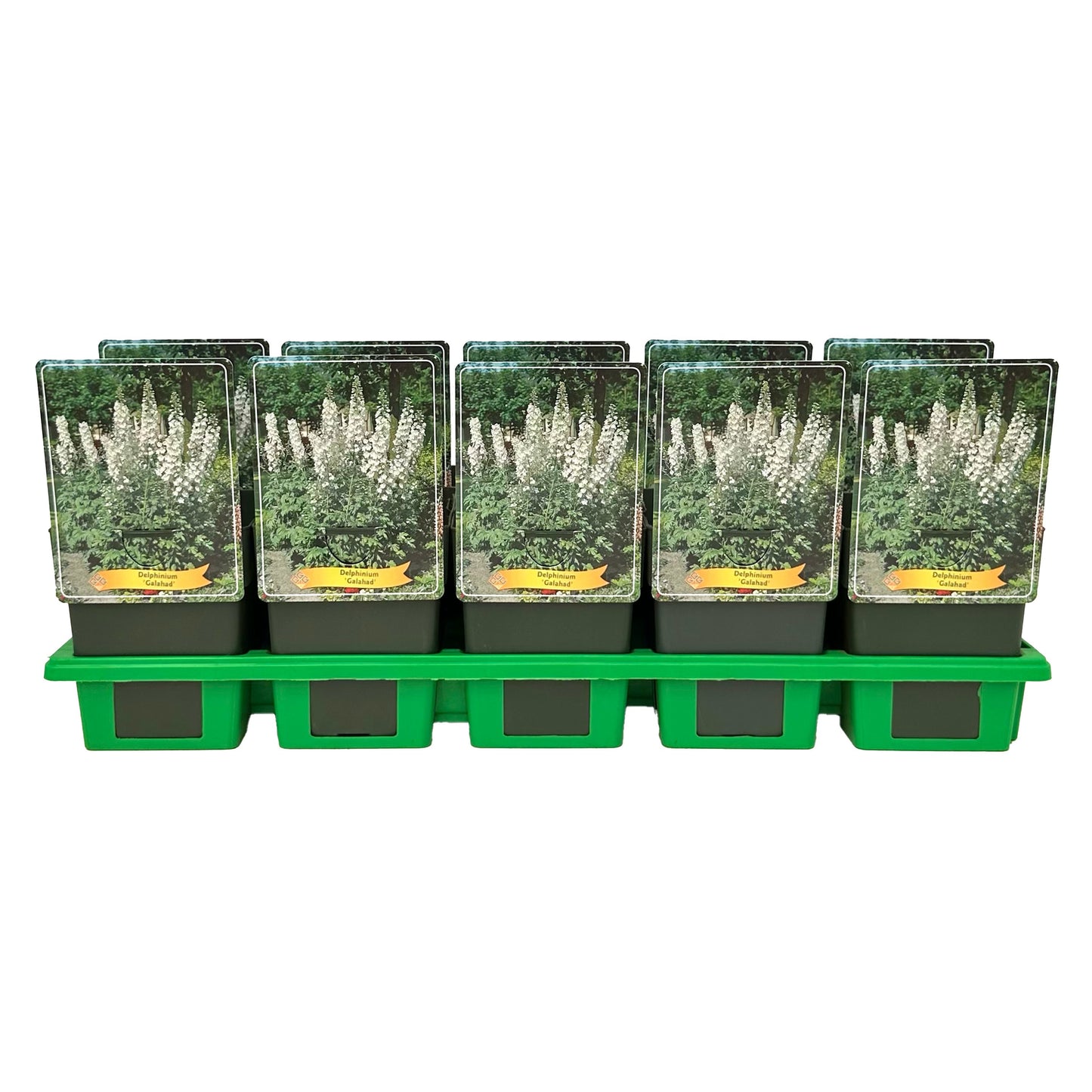 Gebr. Griffioen Delphinium Pacific Giant Galahad Pack of 10