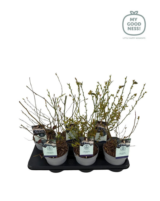 Vaccinium corymbosum ("Blueberry") 25cm 15cm Pot