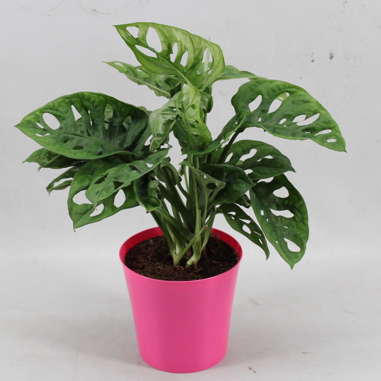 Monstera Monkey Leaf 30cm 512cm Pot