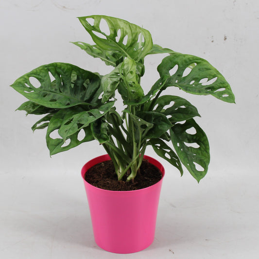 Monstera Monkey Leaf 30cm 512cm Pot