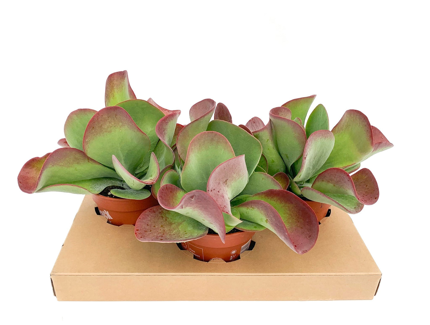 Kalanchoe thyrsiflora 30cm 17cm Pot