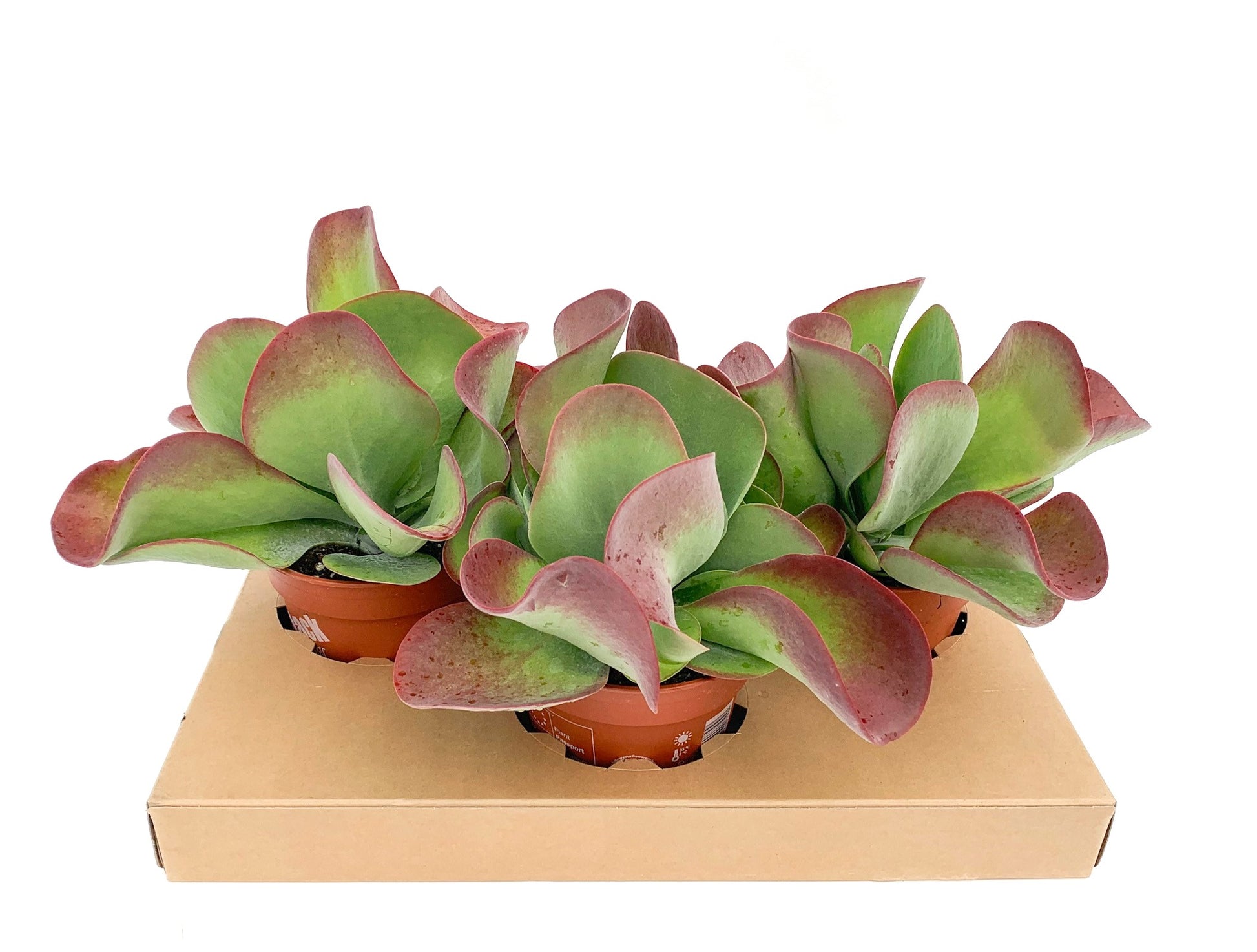 Kalanchoe thyrsiflora 30cm 17cm Pot