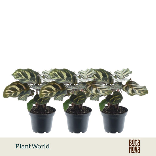 Calathea makoyana 15cm 7cm Pot