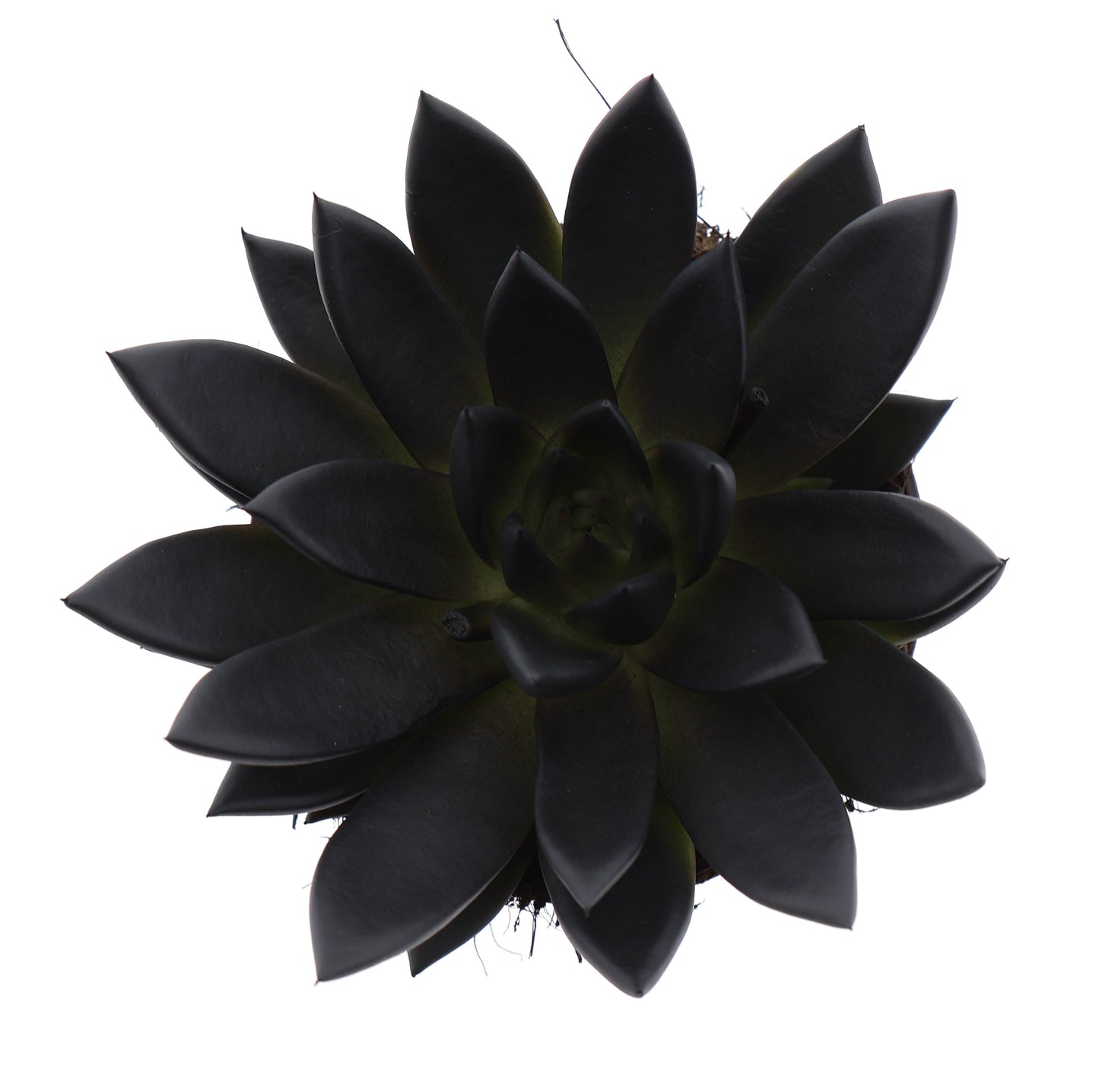 Euro Cactus Holland Bv Rainbow deep black Pack of 6