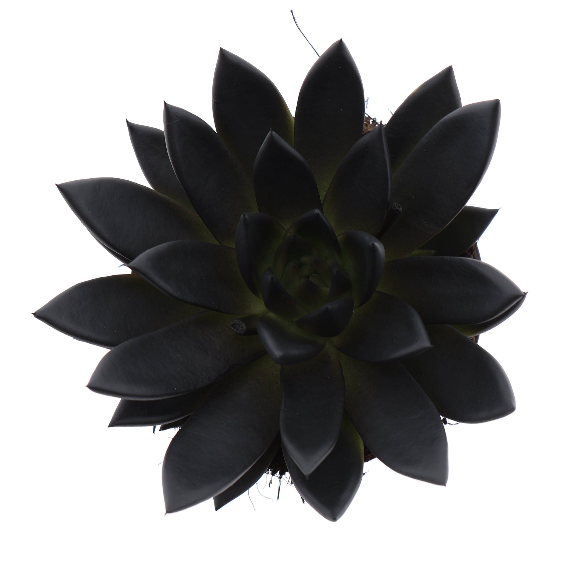 Euro Cactus Holland Bv Rainbow deep black Pack of 6