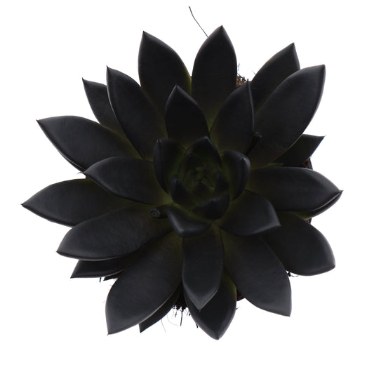 Euro Cactus Holland Bv Rainbow deep black Pack of 6