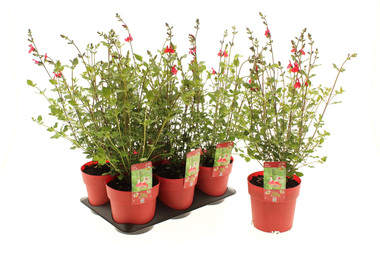 Salvia Hot Lips 30cm 15cm Pot