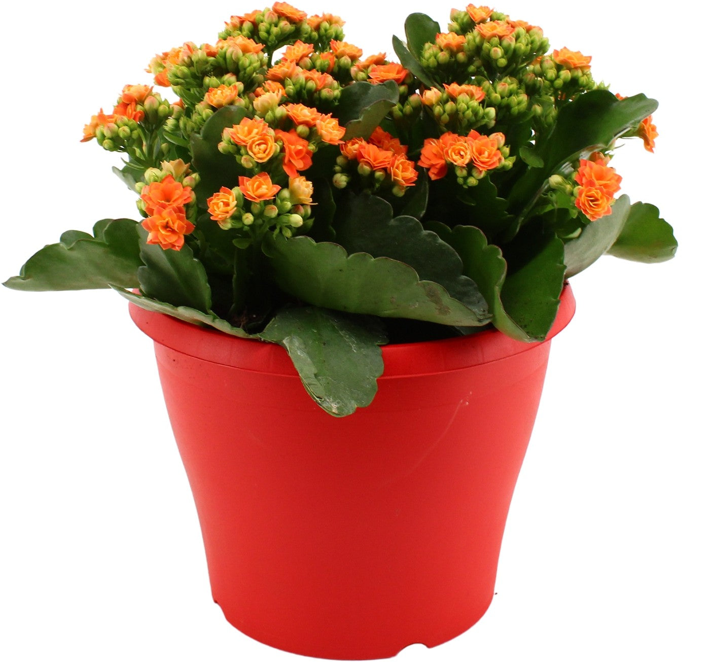 Kalanchoe Rubio Red 30cm 19cm Pot