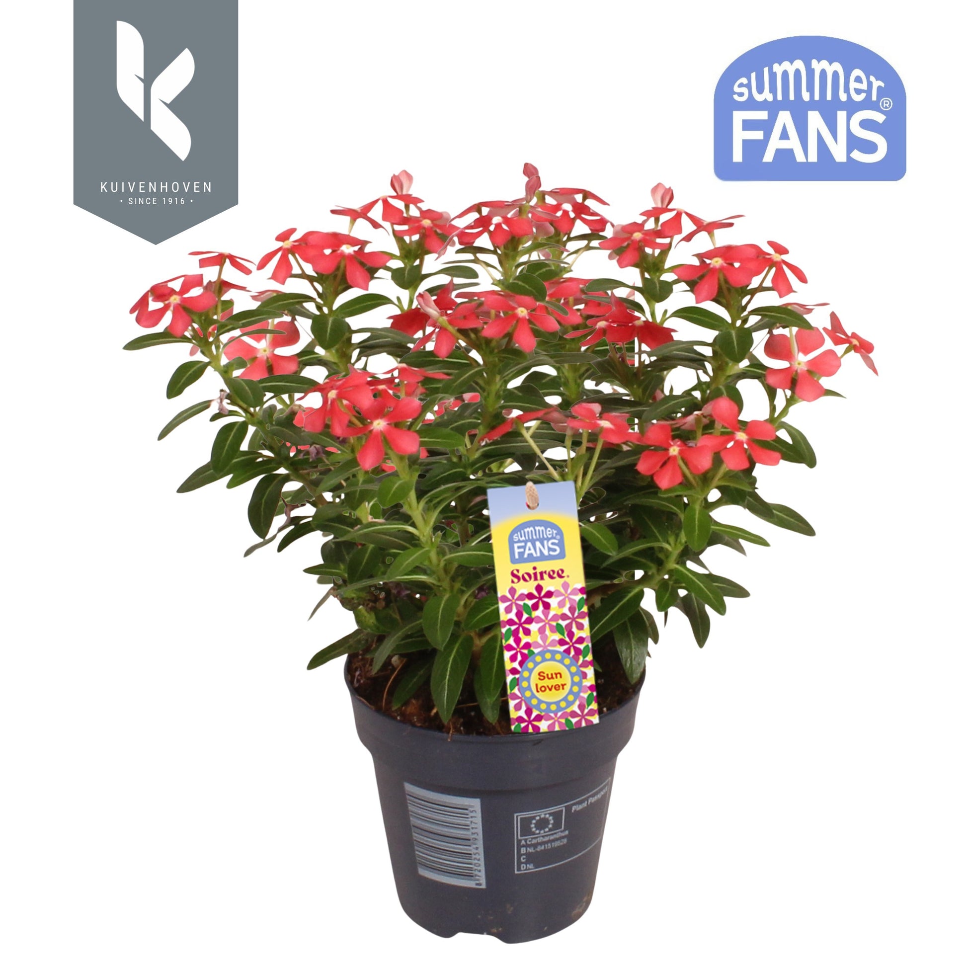 Catharanthus Soirée Cerise White Eye 22cm 510cm Pot