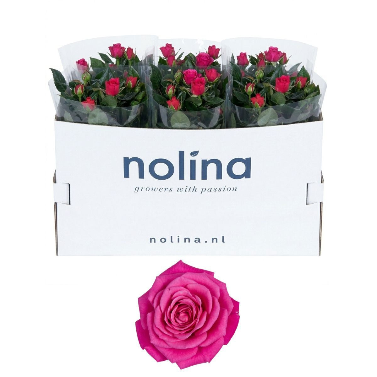Rosa pink 36cm 13cm Pot
