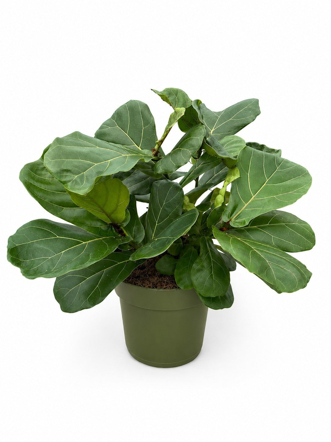 Ficus lyrata 55cm 21cm Pot