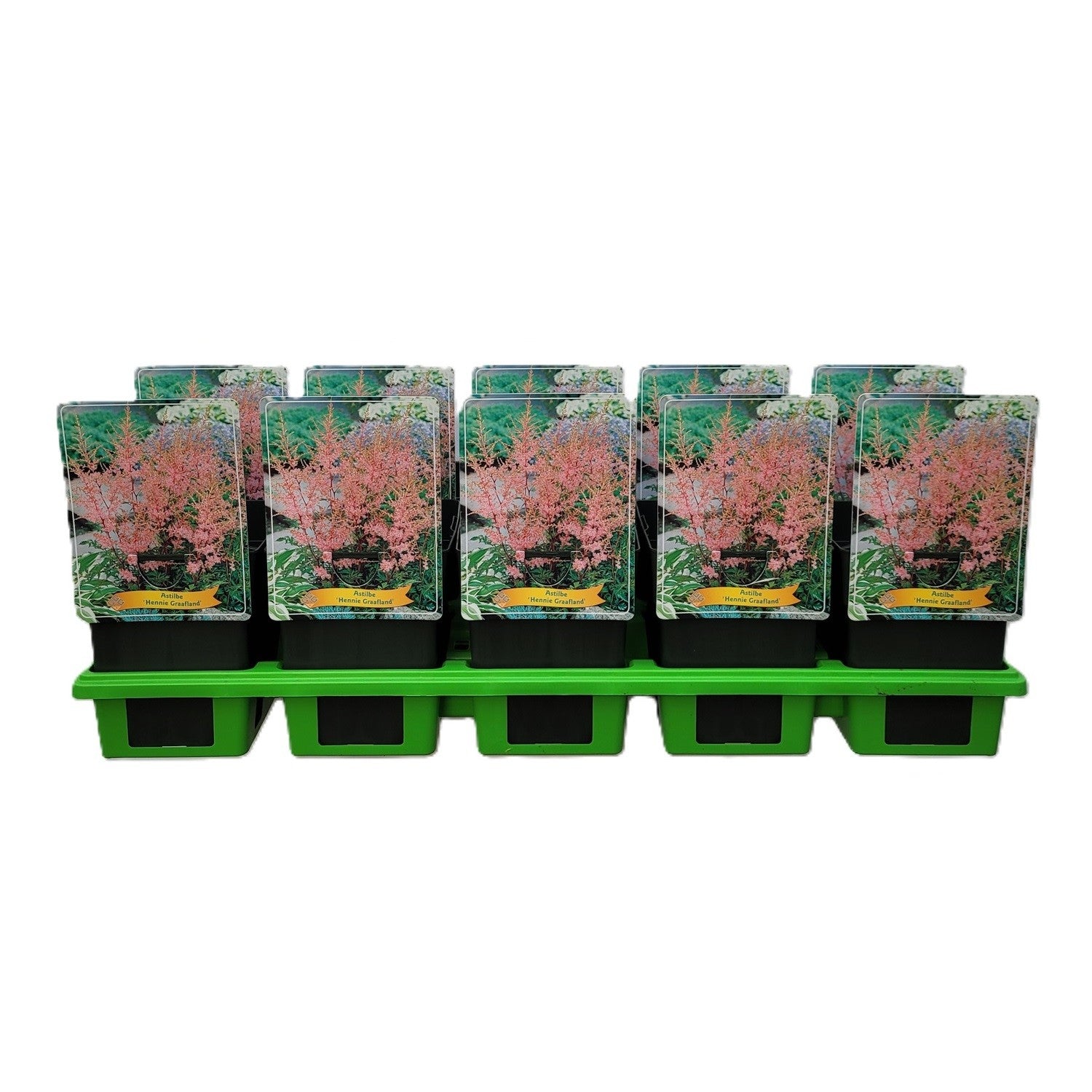 Astilbe sim. Hennie Graafland 25cm 11cm Pot