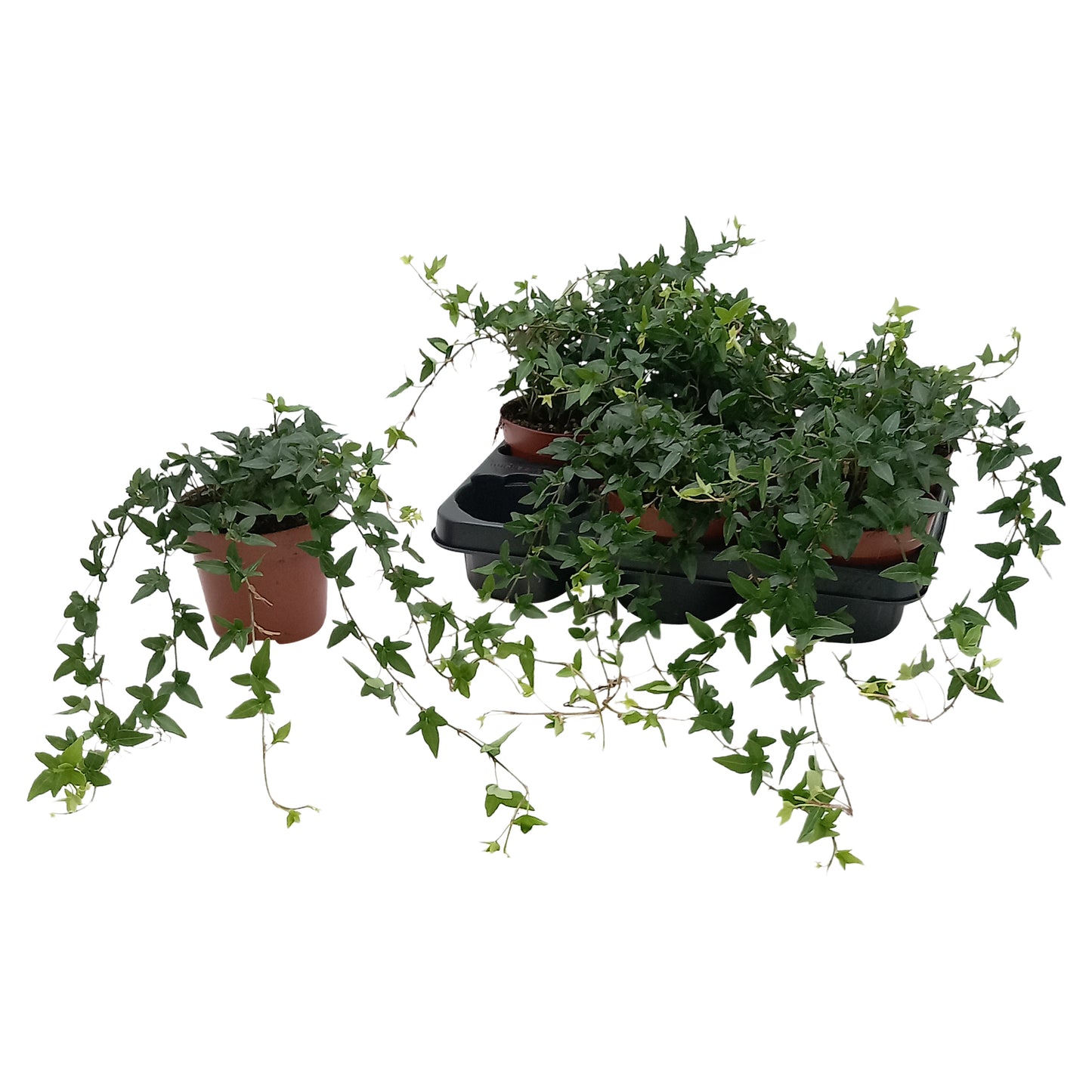 Quakelplant BV Hedera helix Shamrock Pack of 8