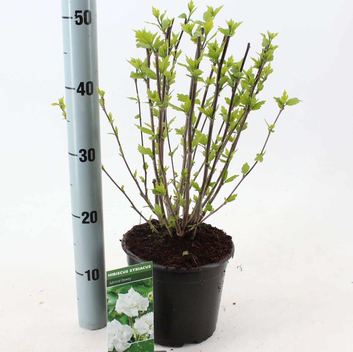 Hibiscus syriacus Admiral Dewey 50cm 19cm Pot