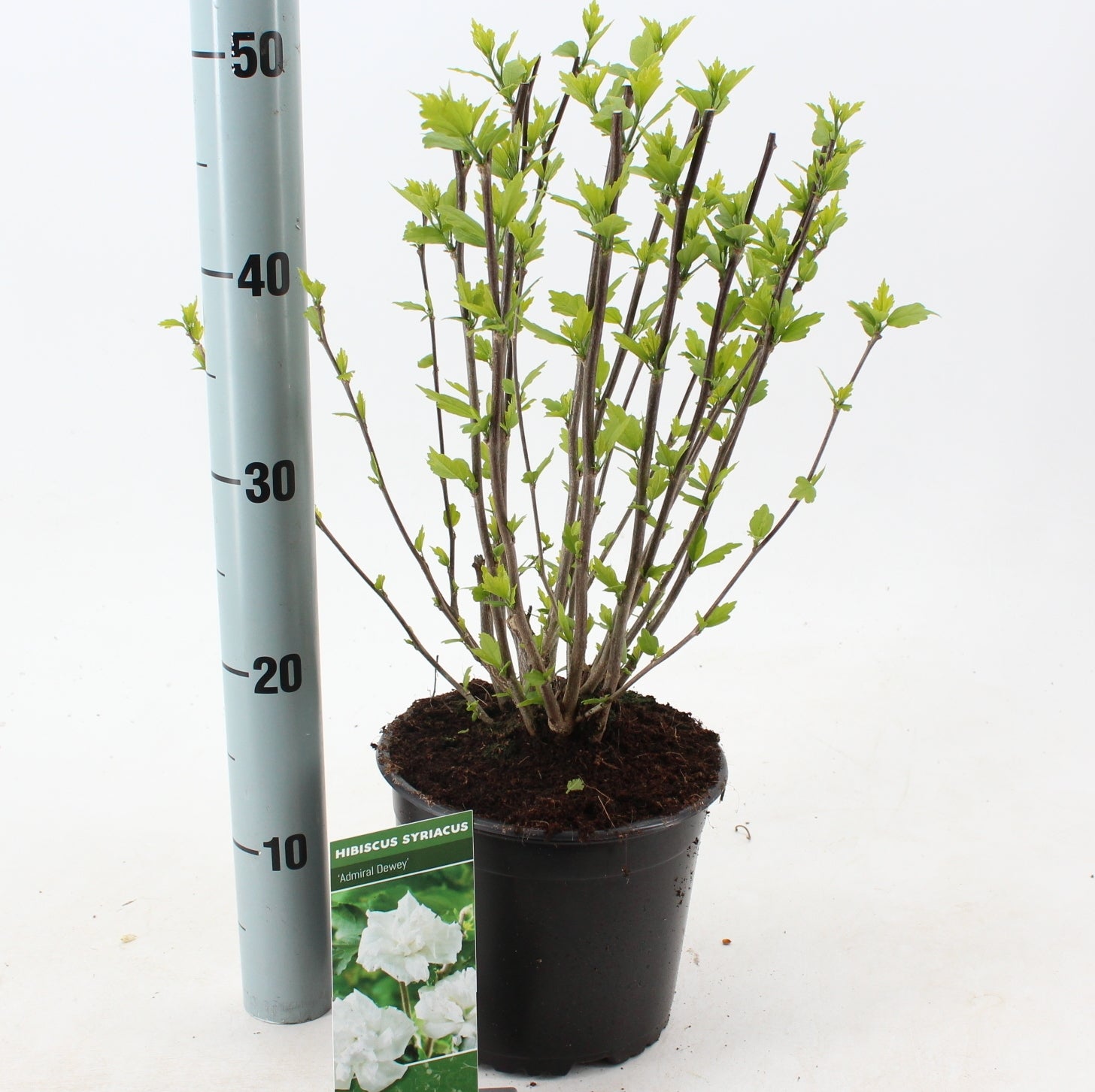 Hibiscus syriacus Admiral Dewey 50cm 19cm Pot