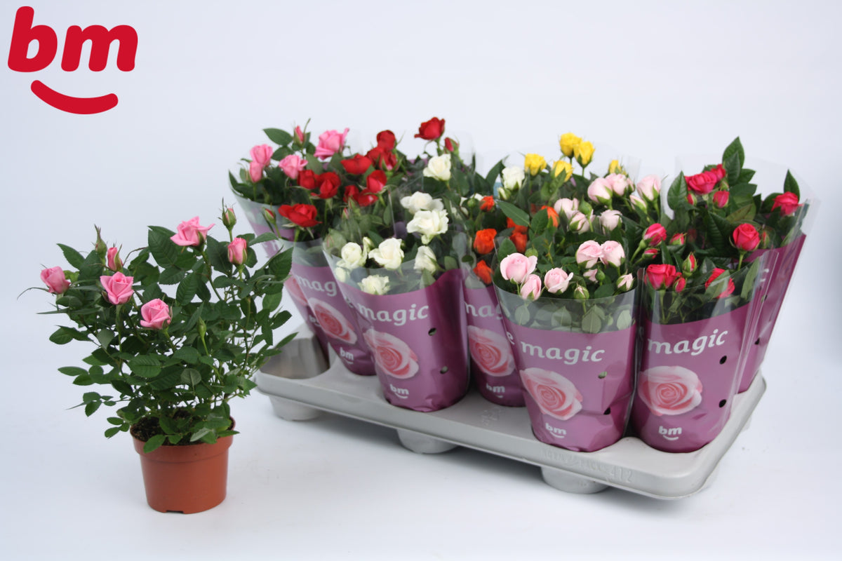 Rosa Beau Monde mix 25cm 10.5cm Pot