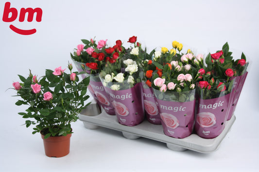 Rosa Beau Monde mix 25cm 10.5cm Pot