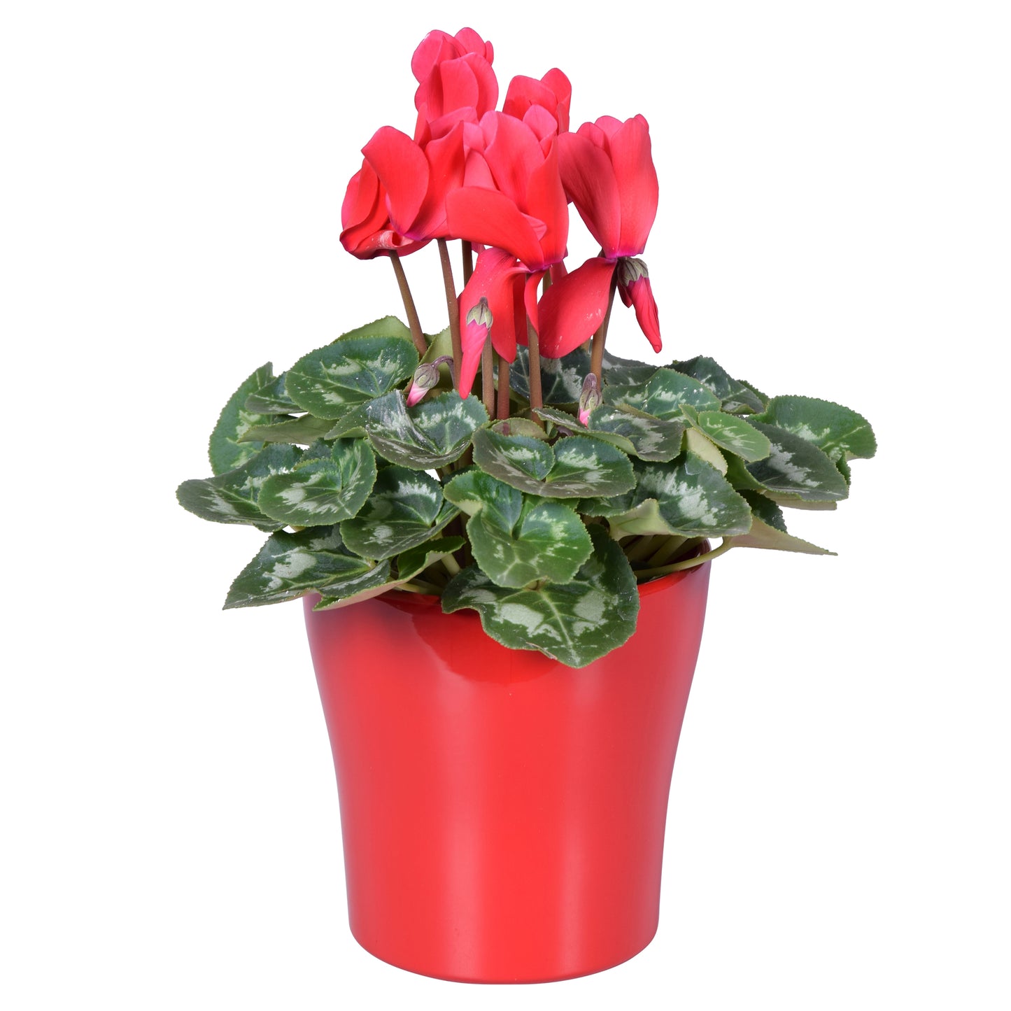 Cyclamen Allure red (+ drp.ceramic) 27cm 14cm Pot