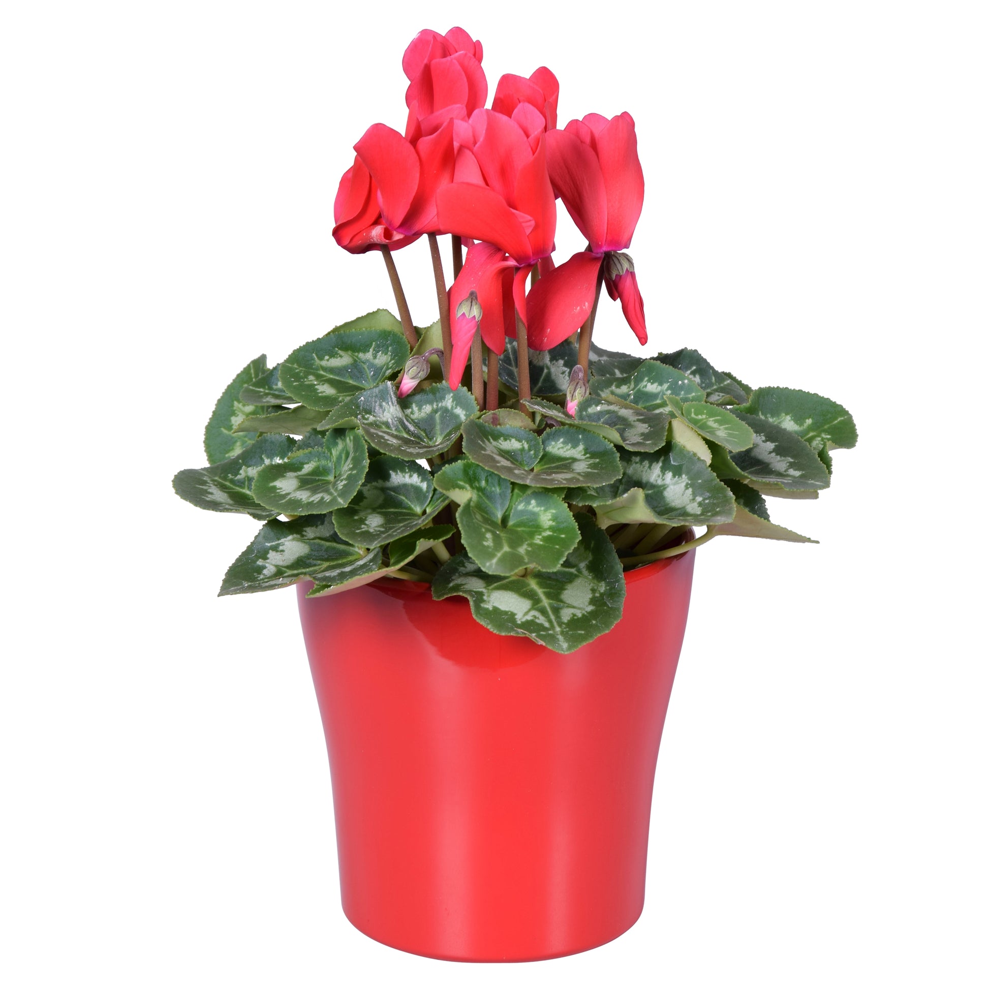 Cyclamen Allure red (+ drp.ceramic) 27cm 14cm Pot