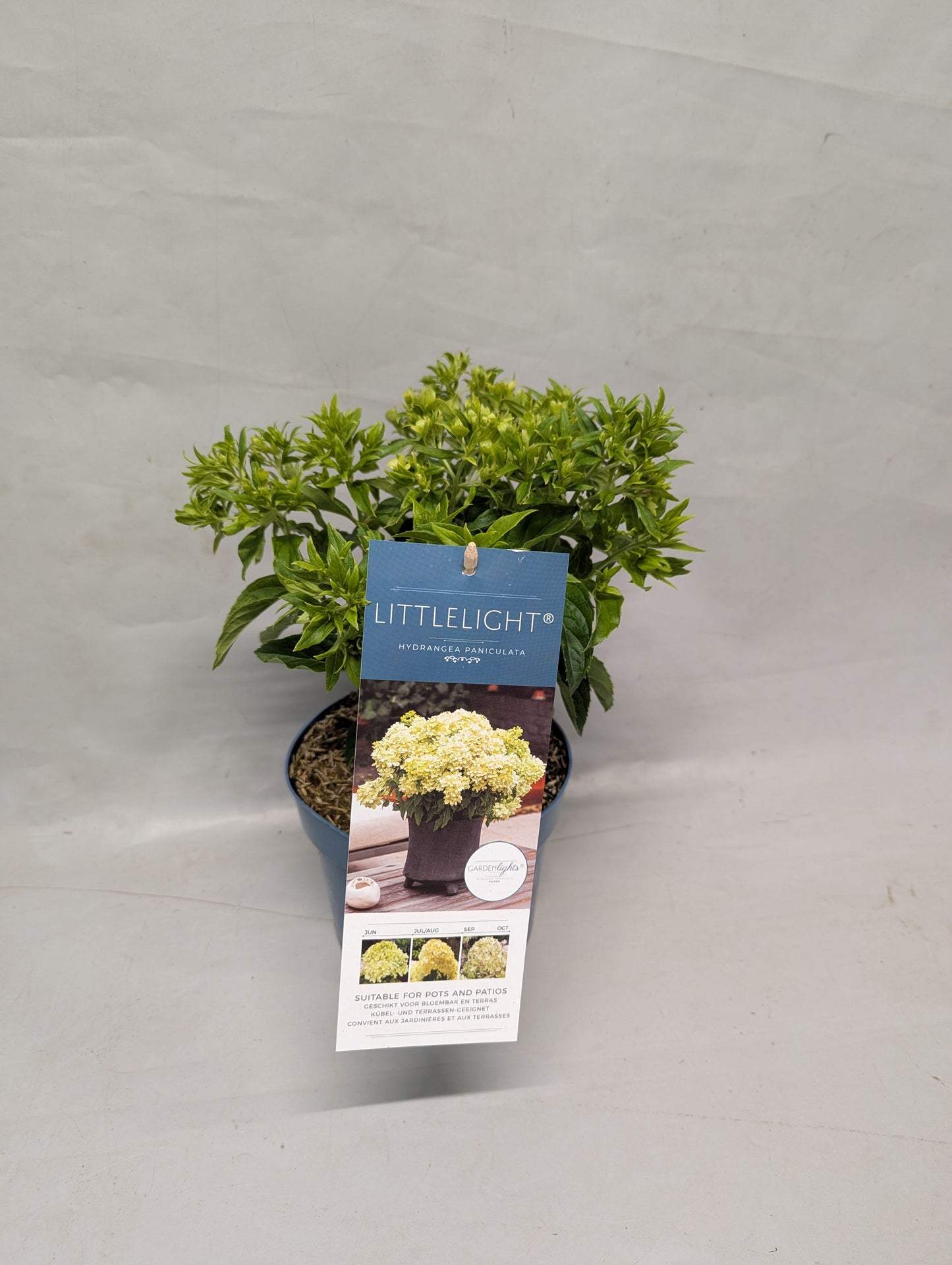 Hydrangea paniculata 45cm 17cm Pot