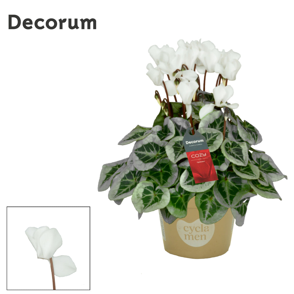 Cyclamen Picasso 25cm 10.5cm Pot
