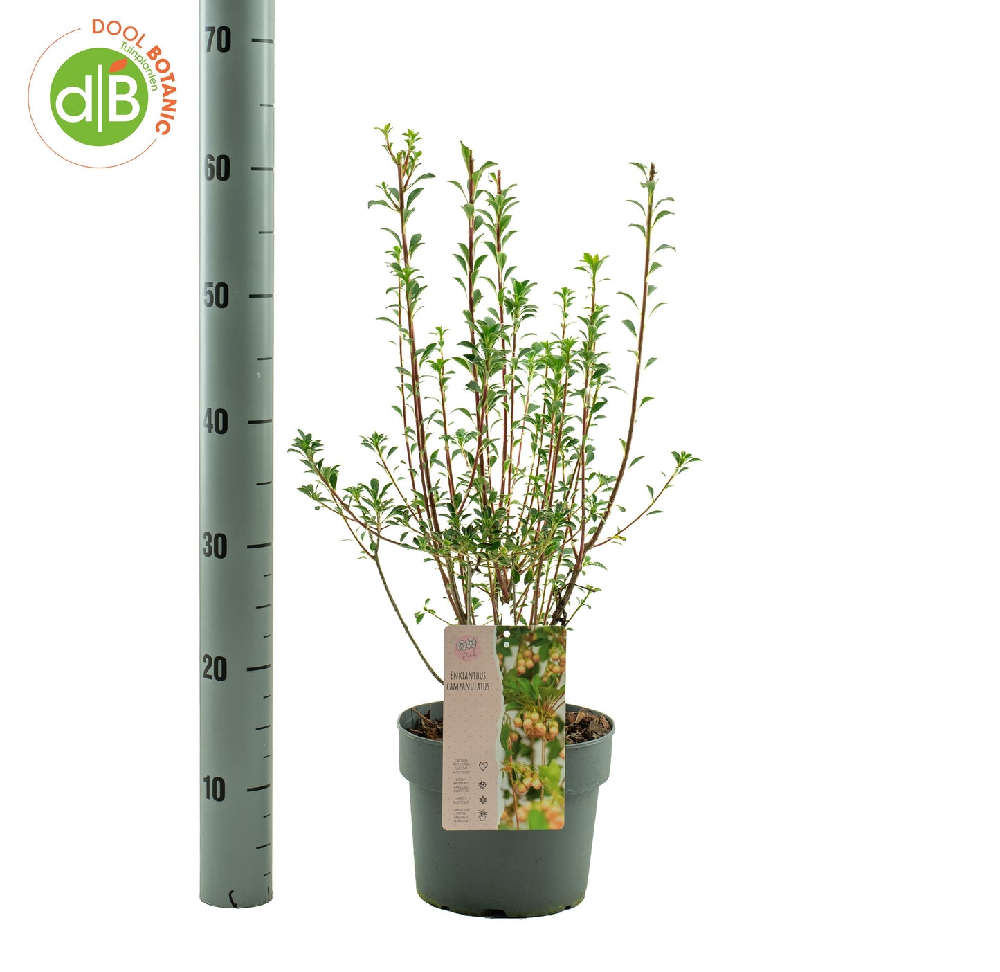 Dool Botanic Enkianthus campanulatus Pack of 1