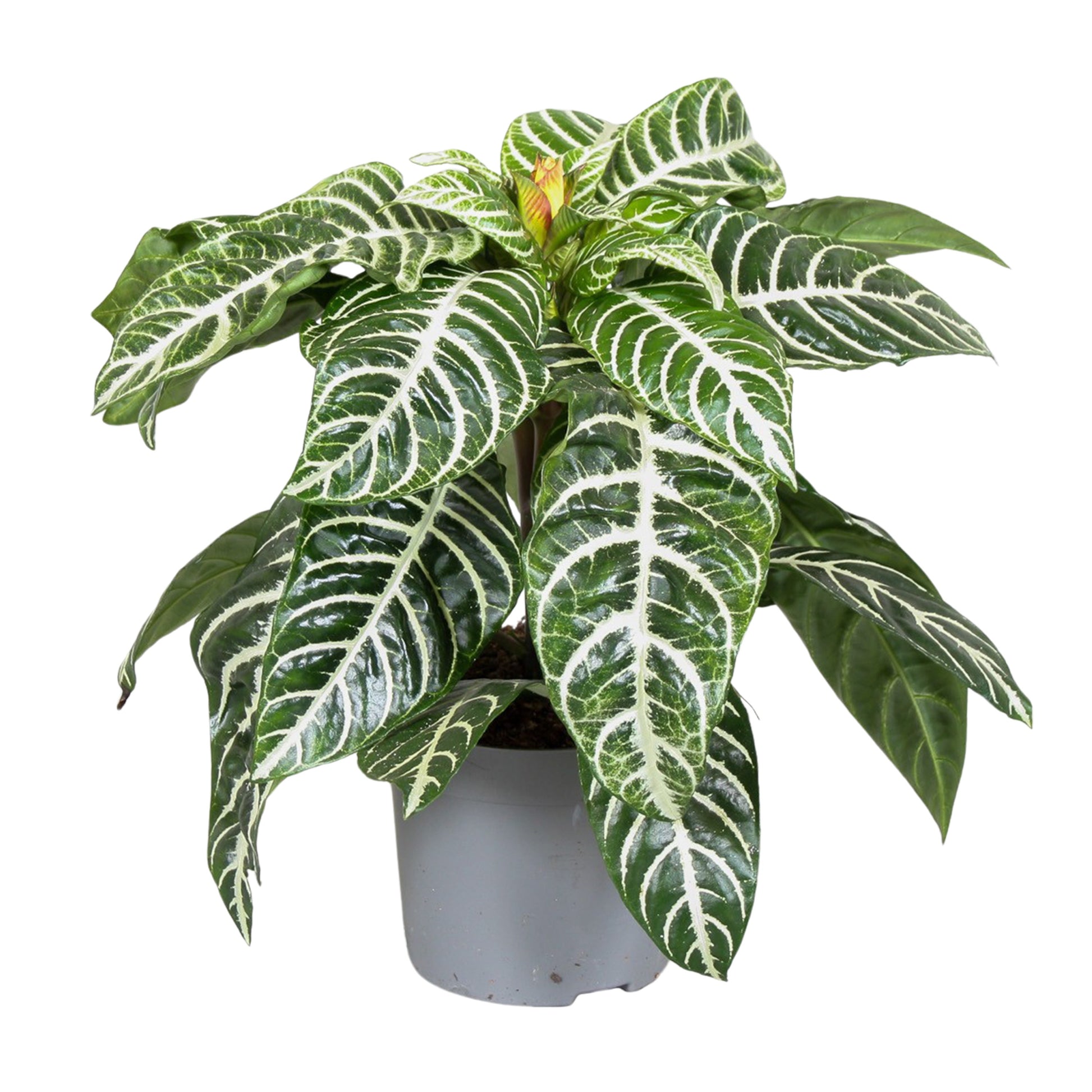 Aphelandra Dania 25cm 13cm Pot