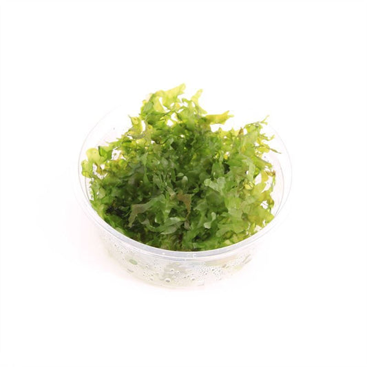 Aquarium plant mix 5cm 2cm Pot