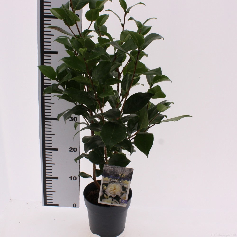 Camellia Brushfield's Yellow 40cm 15cm Pot