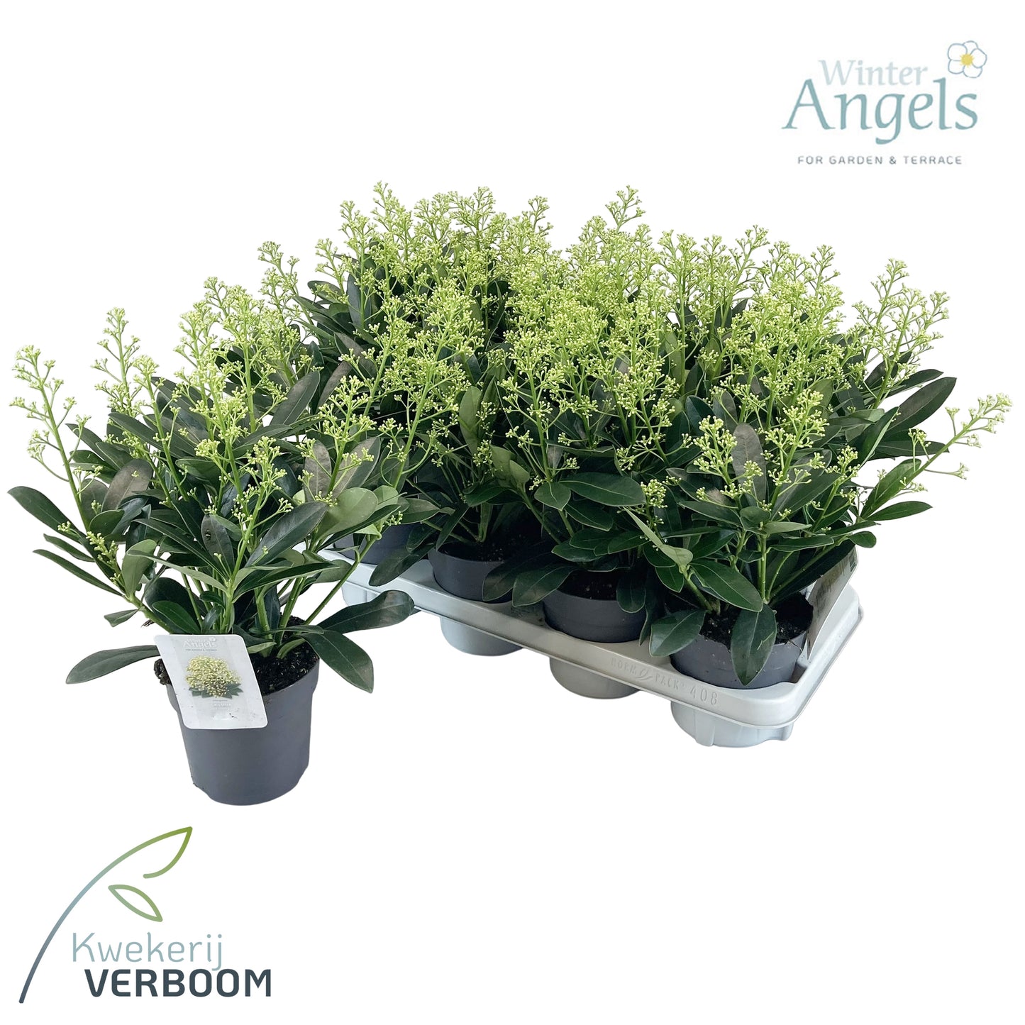 Skimmia japonica Finchy 30cm 13cm Pot