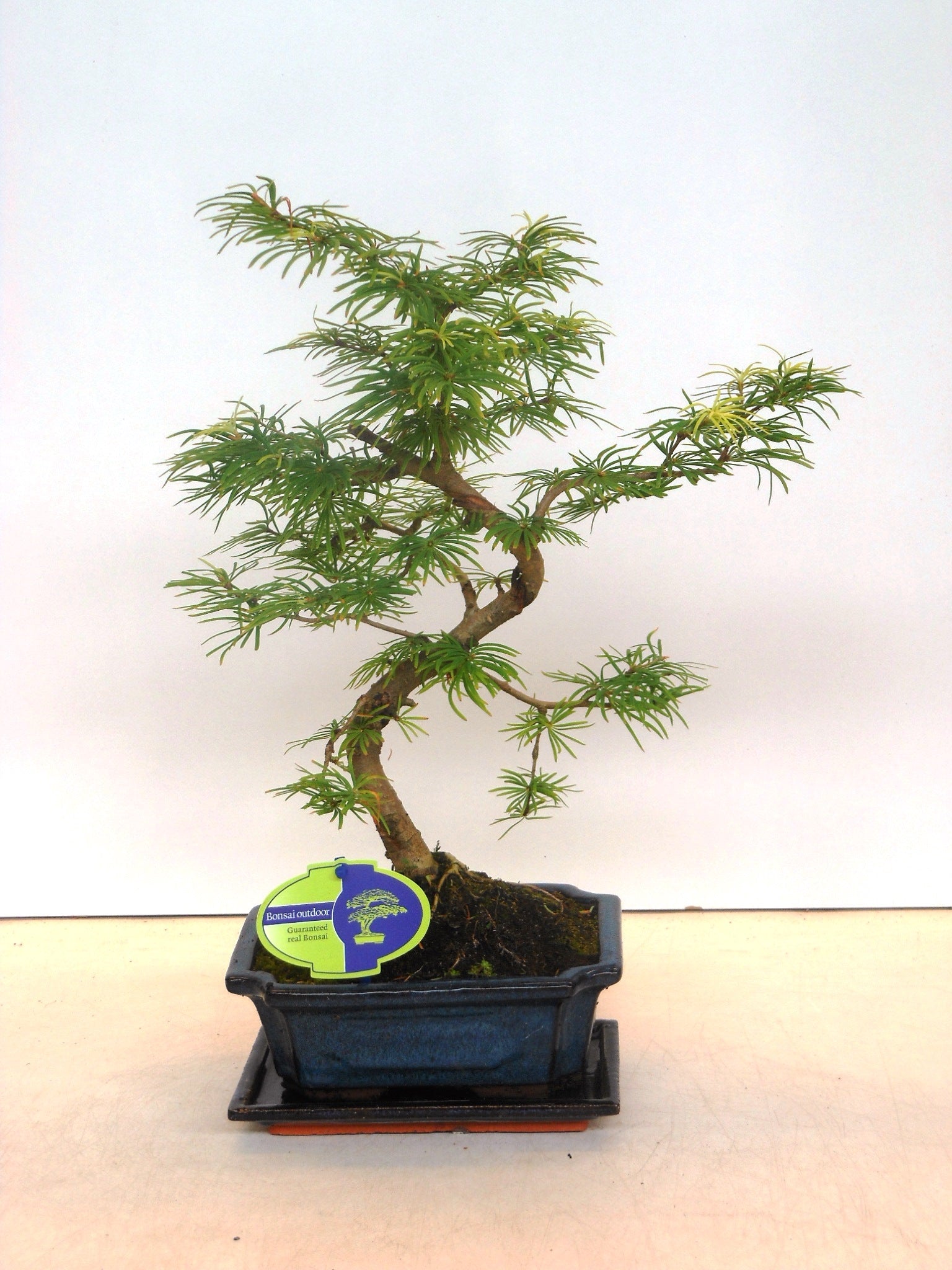 Lodder Bonsai BV Pseudolarix amabilis Pack of 5