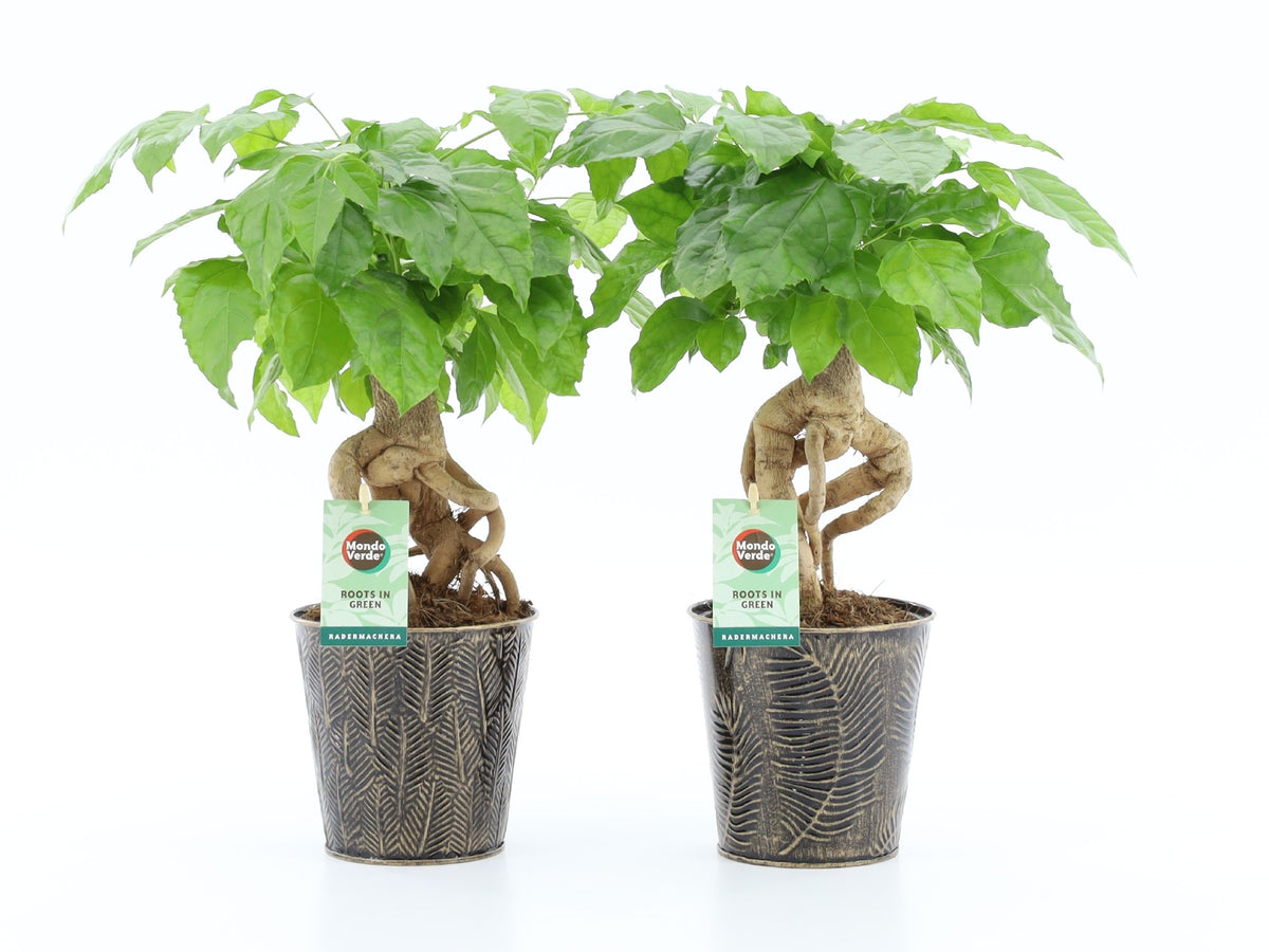 Radermachera sinica 30cm 13cm Pot