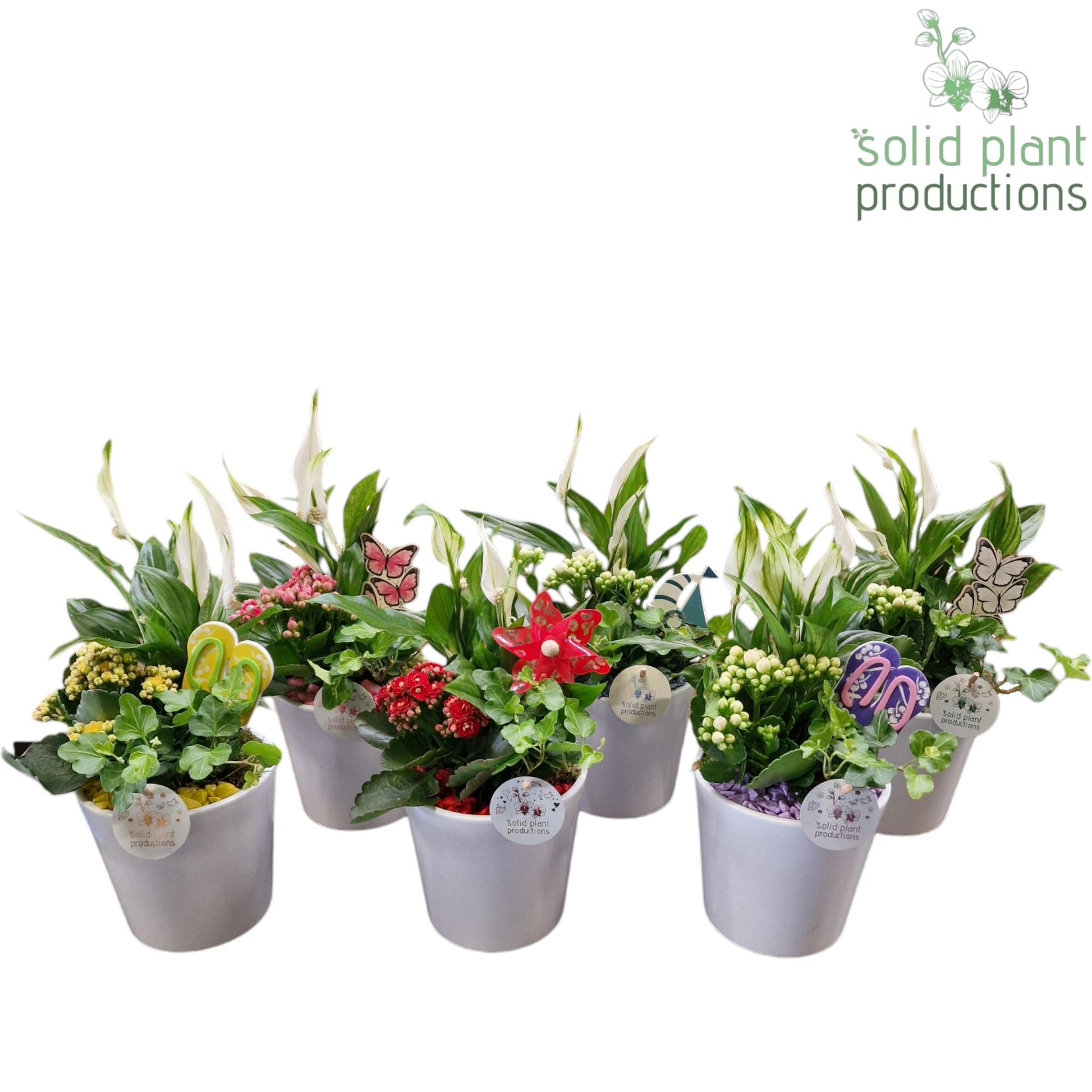 Kalanchoe arrangement 35cm 13cm Pot