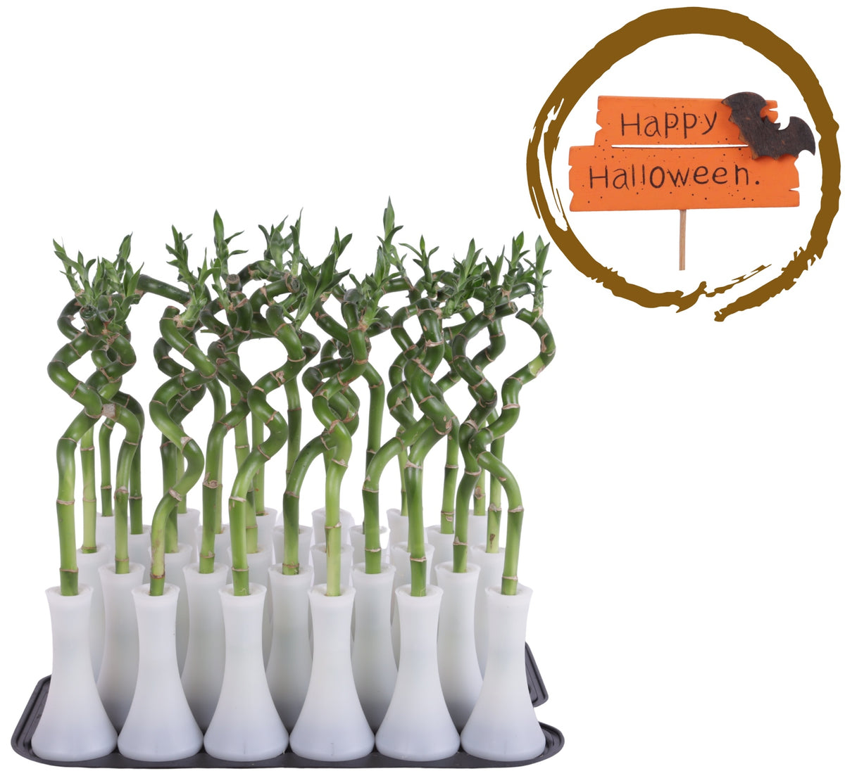 Drac. Lucky Bamboo 30cm 6cm Pot