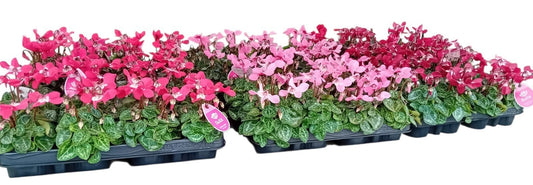 Cyclamen Djix 15cm 7cm Pot