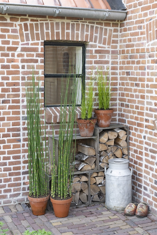 Equisetum hyemale 100cm 24cm Pot