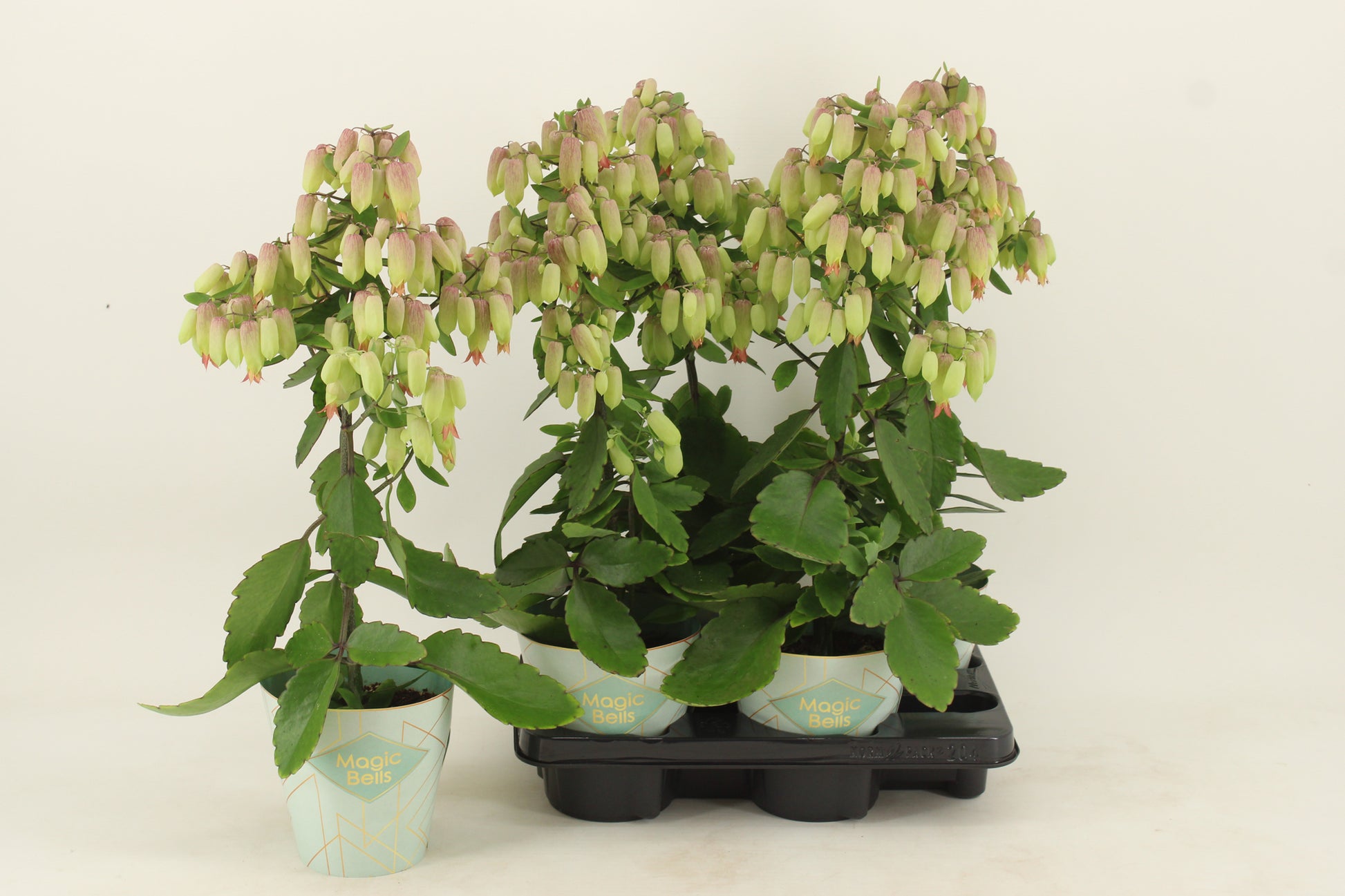 Kalanchoe Magic Bell 55cm 14cm Pot