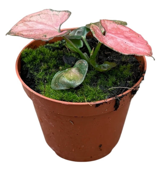 Syngonium Hybrid 10cm 8cm Pot