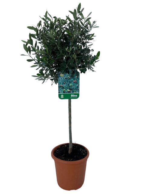 Olea europaea 100cm 21cm Pot