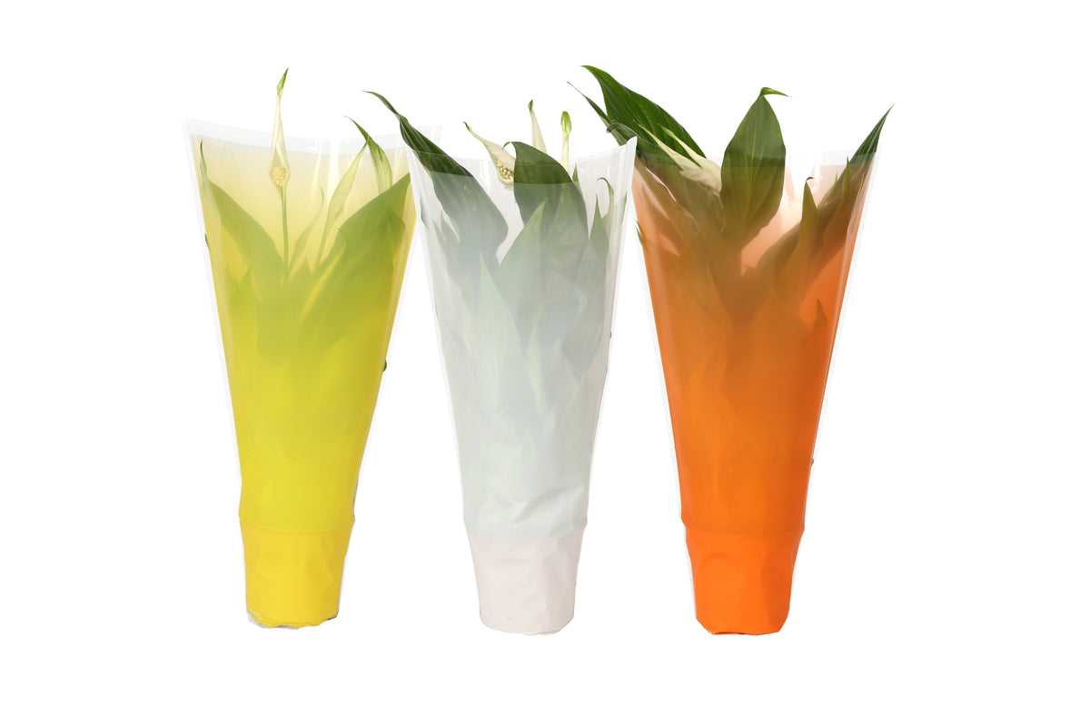Spathiphyllum Pearl Cupido 35cm 9cm Pot